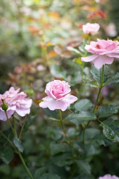 Roses in the garden, Roses are beautiful with a beautiful sunny day.