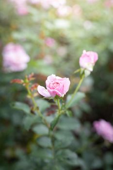 Roses in the garden, Roses are beautiful with a beautiful sunny day.