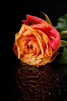 Flowers on a black glass studio background