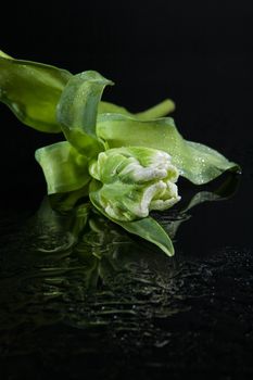 Flowers on a black glass studio background