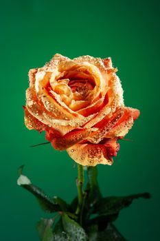 Rose with water drops on studio abckground