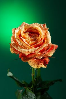 Rose with water drops on studio abckground