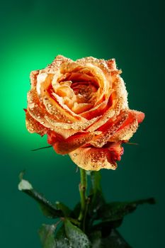 Rose with water drops on studio abckground