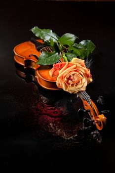 Rose and vilin on a glass studio background