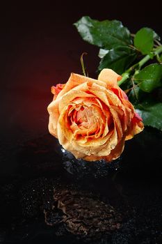 Rose with water drops on studio abckground