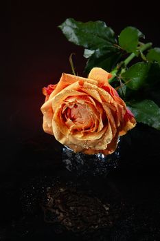 Rose with water drops on studio abckground
