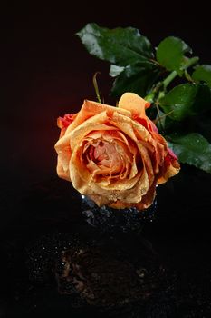 Rose with water drops on studio abckground