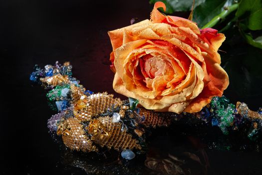 Rose with water drops on studio abckground