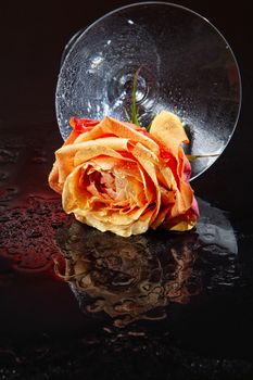 Rose with water drops on studio abckground