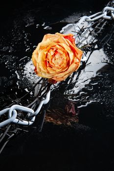 Rose with water drops on studio abckground