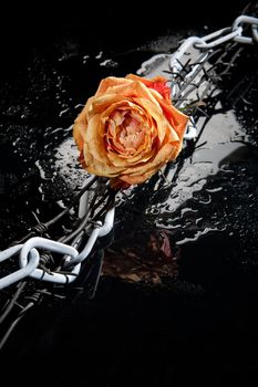 Rose, chain and barbed wire on a glass background