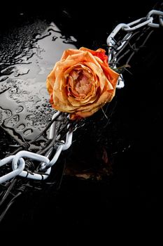 Rose, chain and barbed wire on a glass background