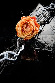 Rose, chain and barbed wire on a glass background