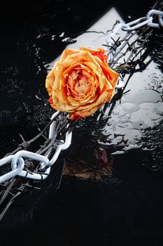 Rose with water drops on studio abckground