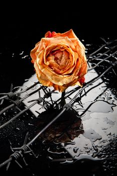 Rose, chain and barbed wire on a glass background