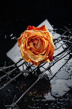 Rose with water drops on studio abckground
