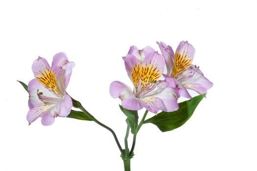 Bouquet with flowers on a studio background