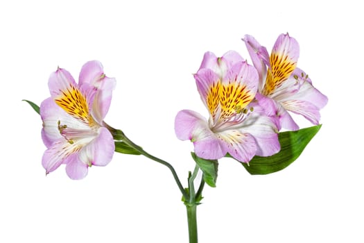 Bouquet with flowers on a studio background