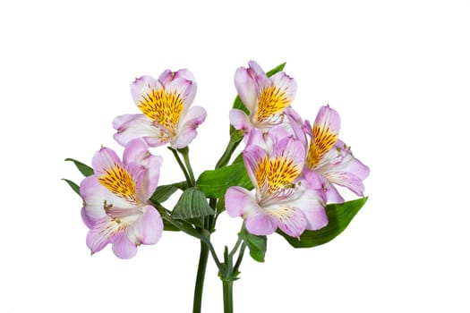 Bouquet with flowers on a studio background
