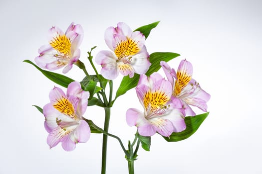 Bouquet with flowers on a studio background