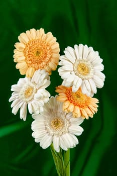 Bouquet with flowers on a studio background