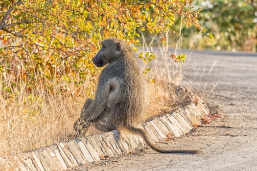A Chacma baboon, Papio ursinus, sitting on a street curb