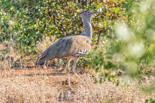 A Kori Bustard, Ardeotis kori, walking. It is the heaviest birt that can fly