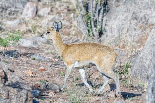 A klipspringer ewe, Oreotragus oreotragus, walking between rocks