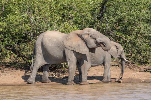 Two African Elephants drinking water at Sable Dam