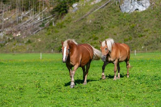 Two brown horses grasing on meadow, pasture in summer