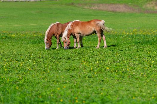 Two brown horses grasing on meadow, pasture in summer