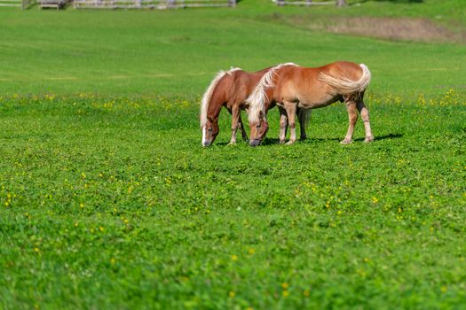 Two brown horses grasing on meadow, pasture in summer