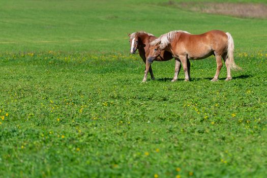Two brown horses grasing on meadow, pasture in summer