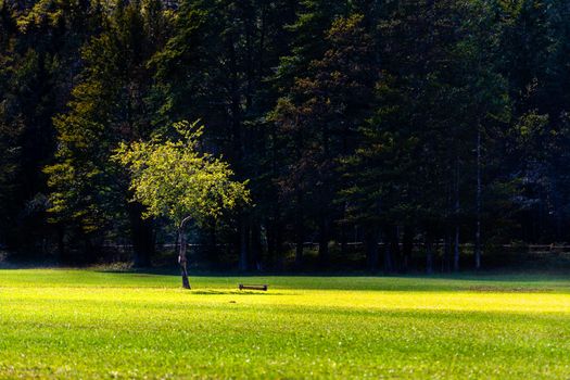 Lone apple tree with beanch on bright meadow, dark forest and mountain in background, tranquility and peacefulness, lonelyness, being alone