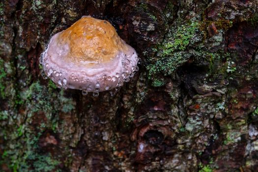 Mushroom on tree with dew, water drops, bark covered with green moss. Weeping mushroom effect is fungal guttation and plants excude beads of sap