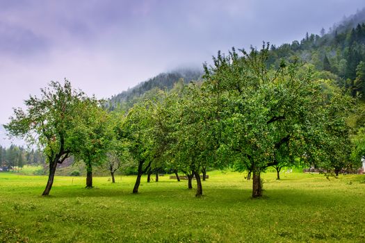 Apple orchard in autumn, mountains and foggy clouds in background, Logarska dolina, Slovenia