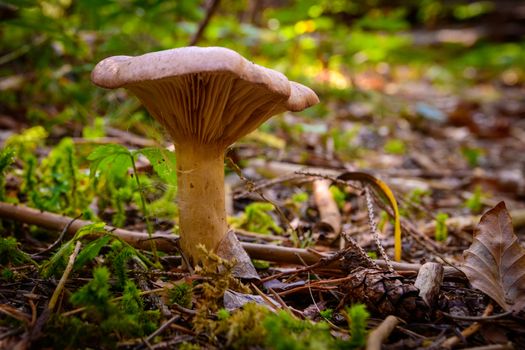 Mushroom on forest floor, spider web hanging from hat, green moss in background, close up, low angle