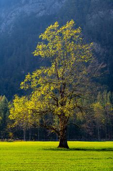 Elm tree on meadow in autumn, Logarska valley, Slovenia, mountains in background