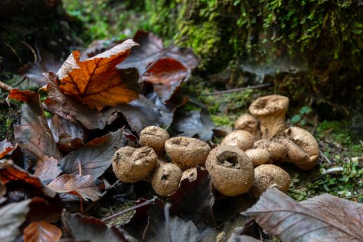 Puffball mushrooms in forest with brown leafs, autumn in the forest
