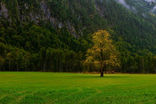 Elm tree on meadow in autumn, Logarska valley, Slovenia, mountains in background