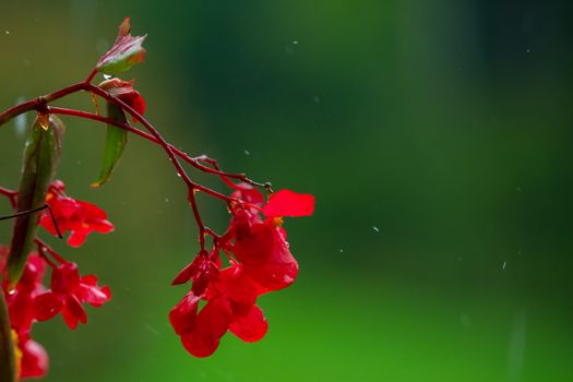 Red impatiens flower on green background in rain, red balcony flowers, background out of focus, rain drops falling on petals and splatter all around, isolated