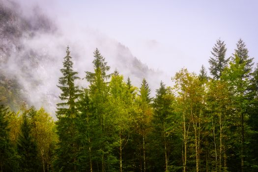 Magical forest in morning light with fog, misterious autumn scene, fairytale trees