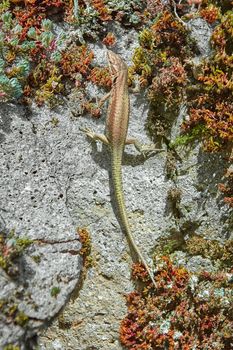 Lizard on the Rock in the Western Rhodopes