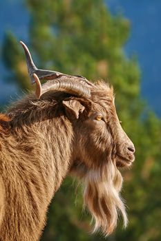 Portrait of Domestic Goat with Horns (Capra Aegagrus Hircus)