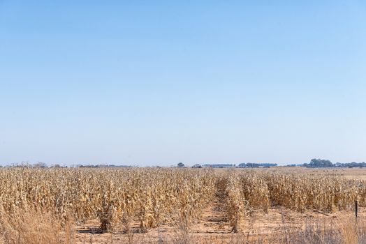 Corns fields ready to be harvested near Koppies, a town in the Free State Province of South Africa