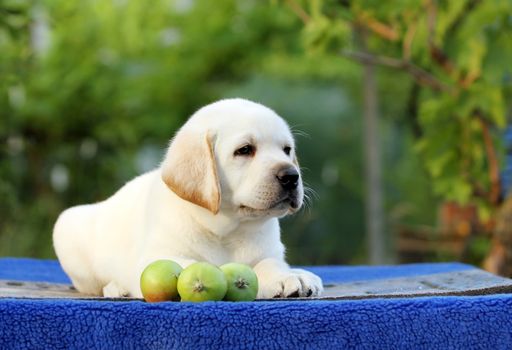 little labrador puppy on a blue background