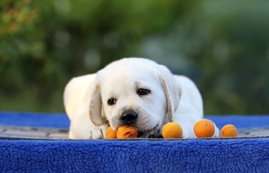 the nice little labrador puppy on a blue background