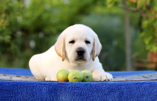 nice little labrador puppy on a blue background