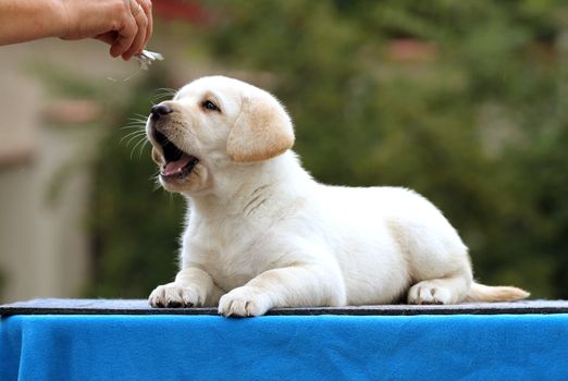 the cute nice little labrador puppy on a blue background