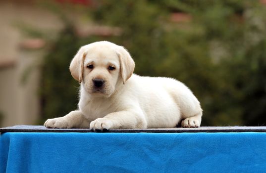 a cute nice little labrador puppy on a blue background